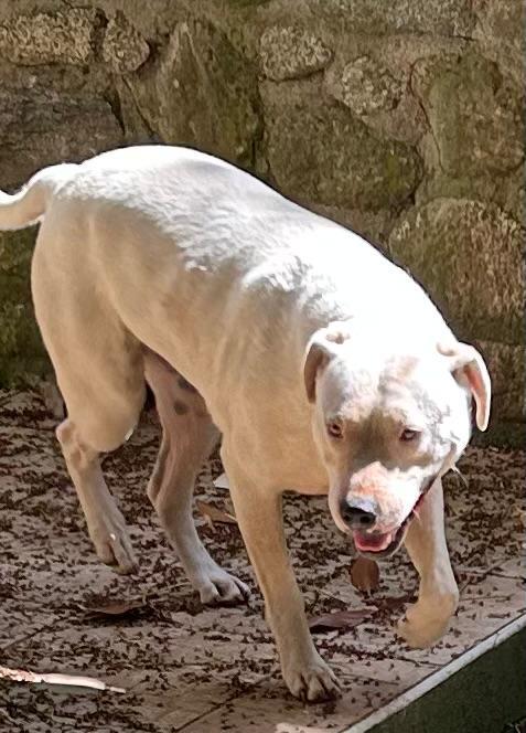 Blanco - Nato il Gennaio 2021 - Meticcio simil Dogo Argentino - Taglia: Media - Peso: 18 kg - Carattere: Dolcissimo, socievole  Foto 6